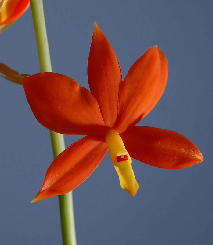 Hormidium  vitellinum  (former Encyclia )  flowers 3 cm