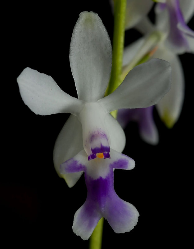 Oerstedella endressii