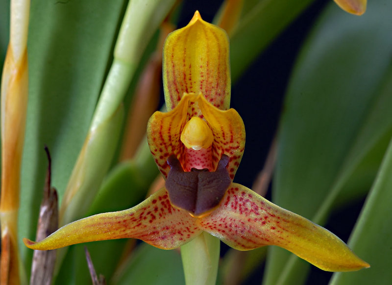 Maxillaria cucullata, botanic , 3 cm