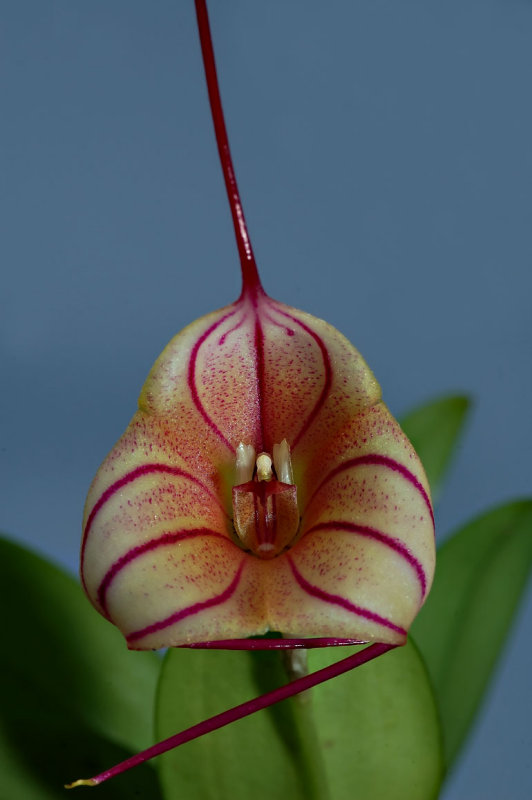 Masdevallia tuakau candy