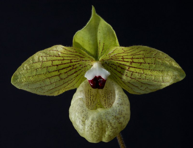 Paphiopedilum malipoense, botanic, 8 cm