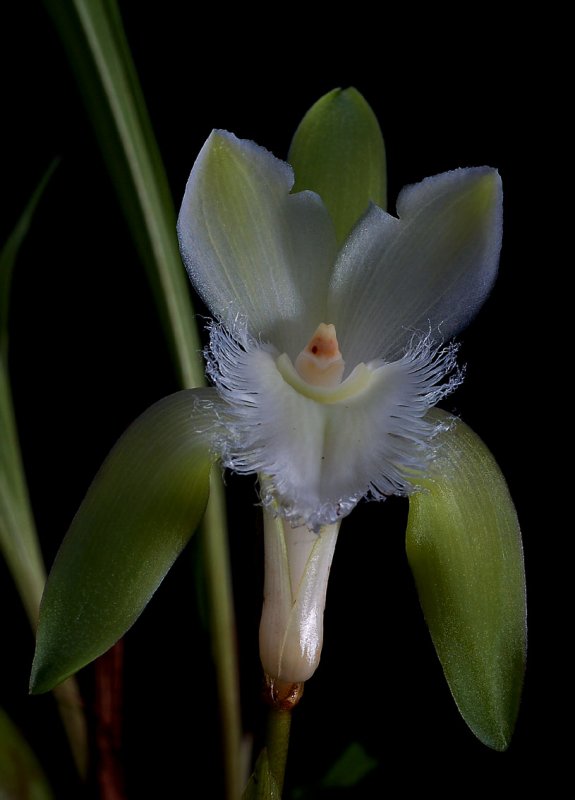 Lycaste trifoliata , botanic, height 6 cm