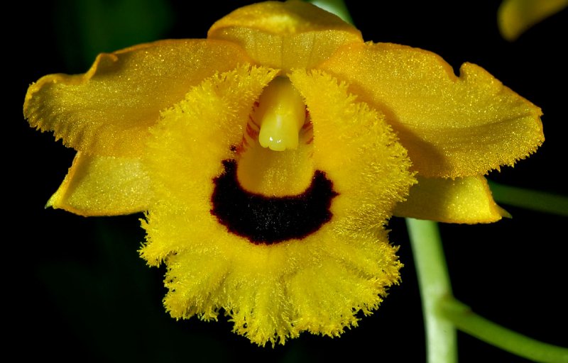 Dendrobium fimbriatum, Ueang Waoe Mayura - Kham Ta Dam, 3  cm