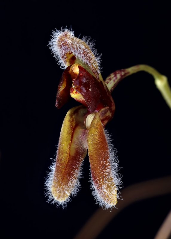 Condylago rodrigoi,  botanic , 1 cm