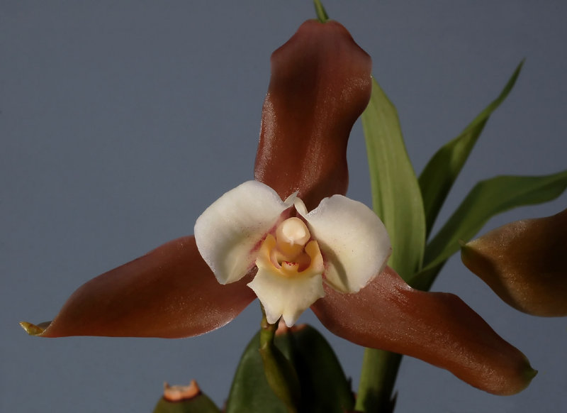 Lycaste xytriophora