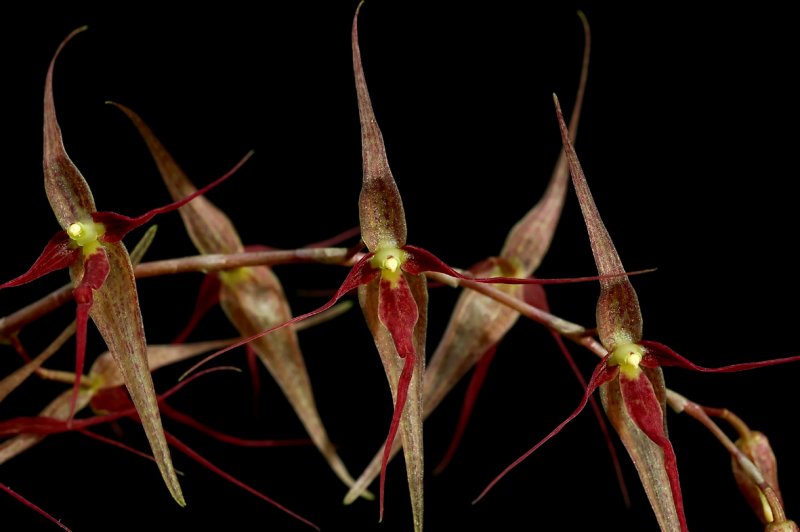 Pleurothallis schweinfurthii ,  2 cm