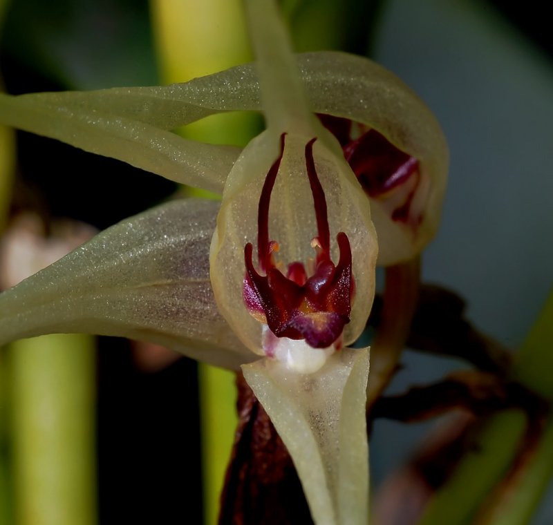 Pleurothallis hitchcockii