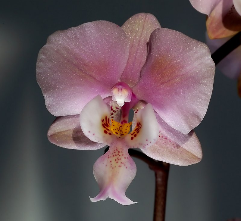Phalaenopsis schilleriana , wild ancestor of most red and pink cultivated Phal. hybrids