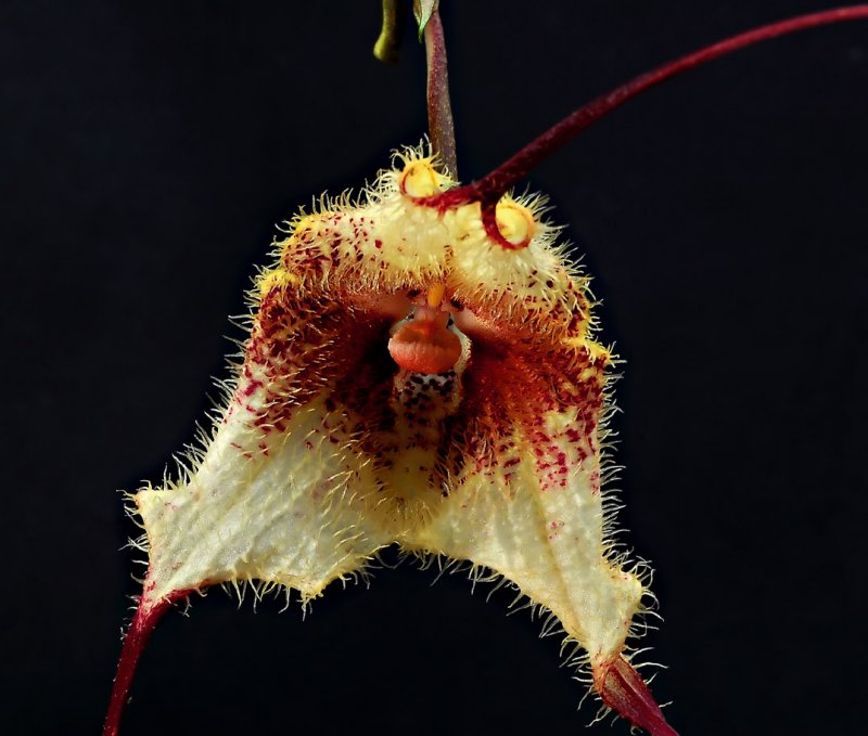 Dracula bellerophon, 10 cm