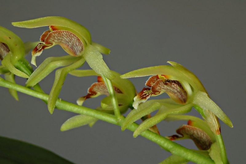 Coelogyne chloroptera