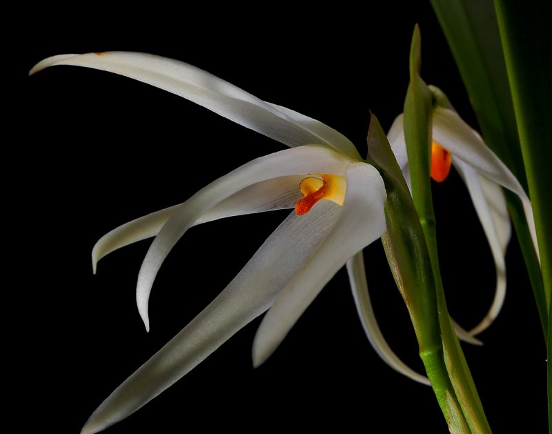 Maxillaria splendens , 4 cm