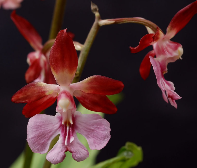 Calanthe Kozu, 3 cm