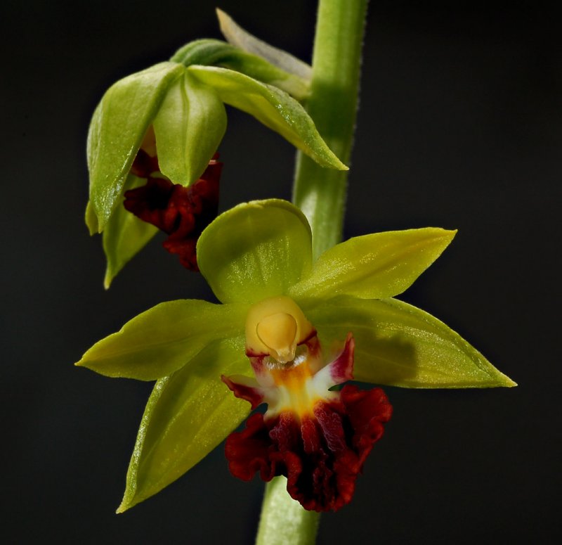 Calanthe tricarinata   3 cm