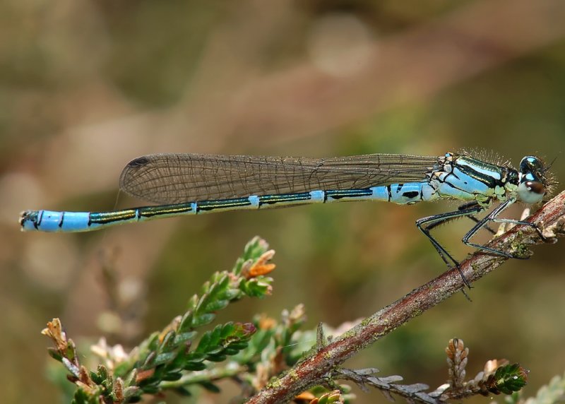 Coenagrion lunulatum, enkele dagen oud