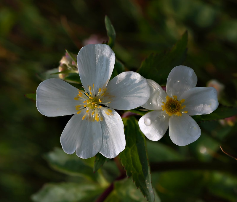 Witte boterbloem, Ranunculus aconitifolius, 5 bloemblaadjes