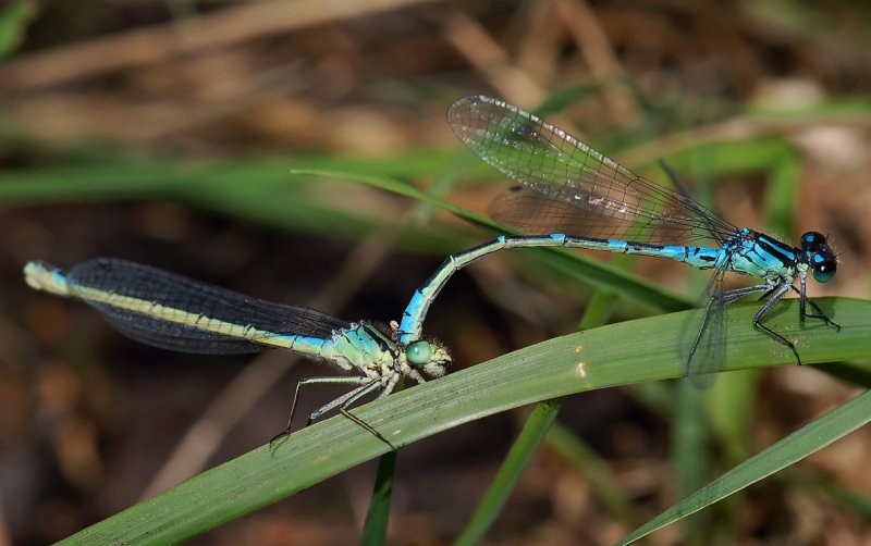 Lunulatum tandem