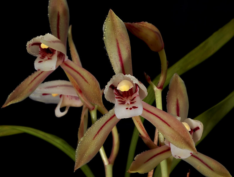 Cymbidium sp. flower 4 cm