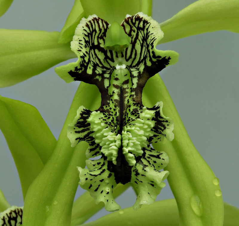 Coelogyne mayeriana, lip