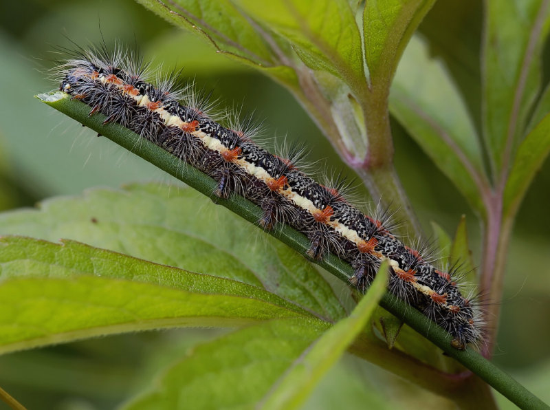 Rups kleine rietvink