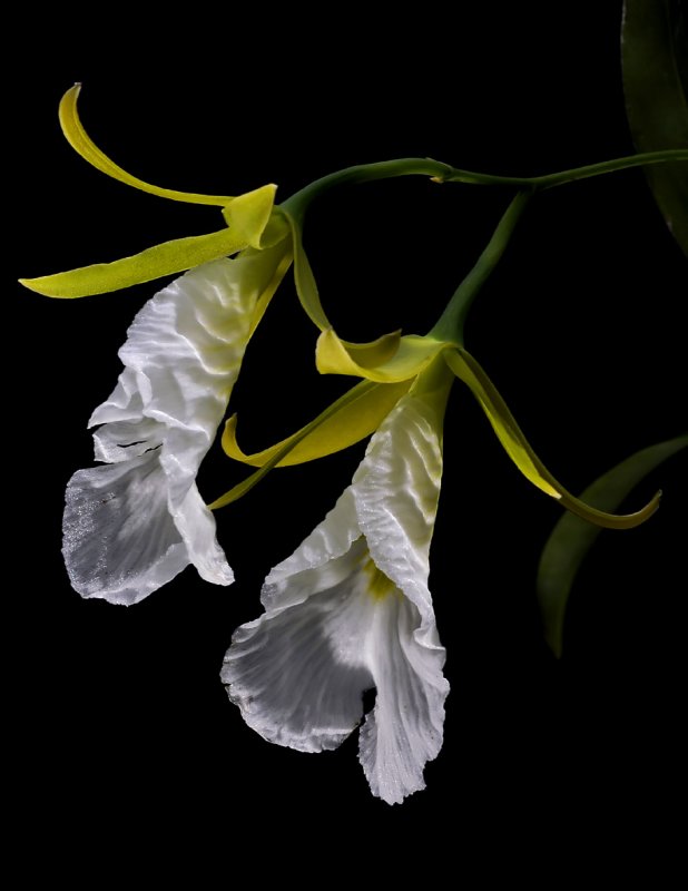 Euchile mariae, flower 8 cm