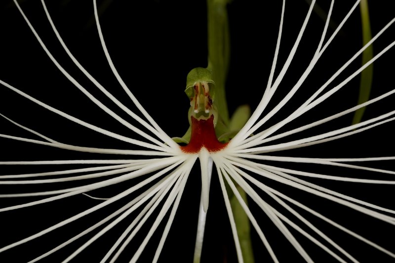 Habenaria myriotricha