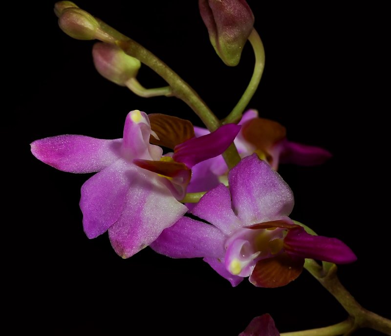 Phalaenopsis pulcherrima,   Vietnam