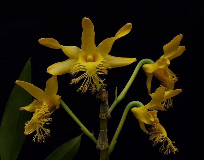 Dendrobium brymerianum, Ueang Kham Foi Pai     4,5 cm