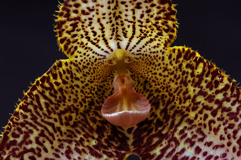 Dracula gorgona