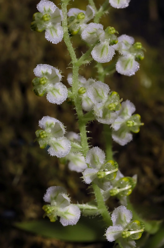 Ornithocephalus myrticola ,  4mm