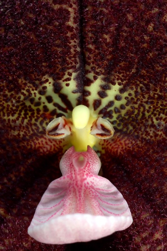 Dracula roezlii,  close-up