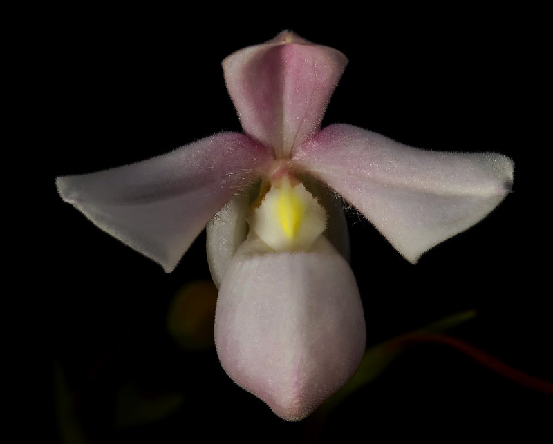 Phragmipedium andreettae, 3 cm