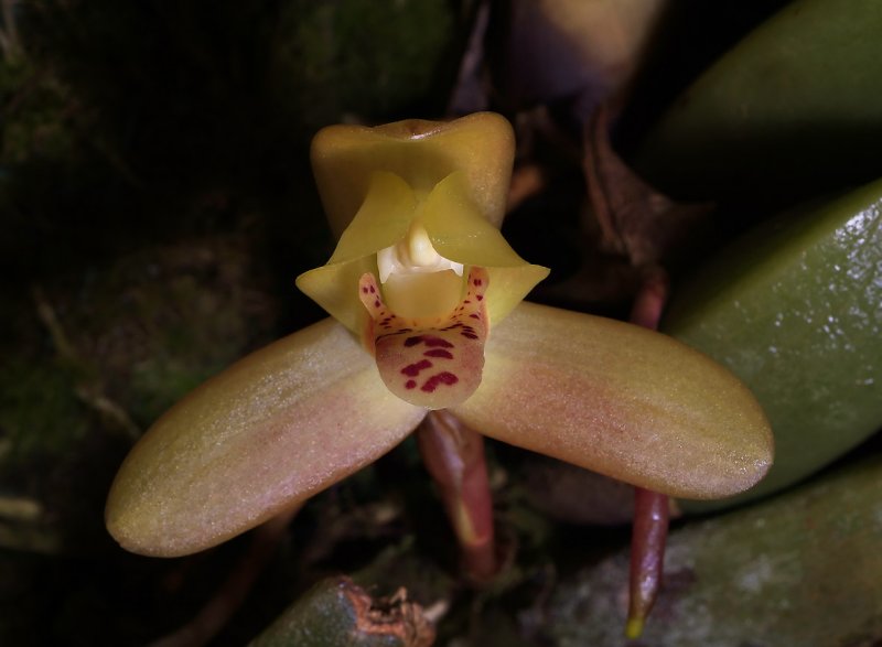 Maxillaria moralessii, flower 4 cm