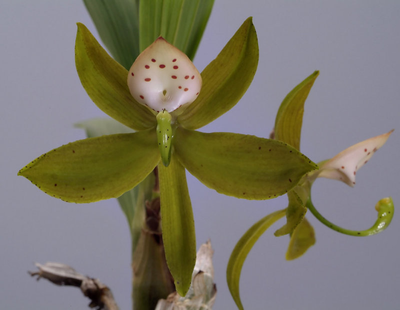 Cycnoches haagii, flowers 5 cm