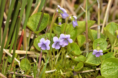 moerasviool, viola palustris