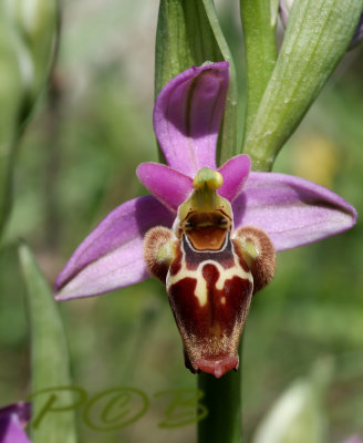 Ophrys ceto