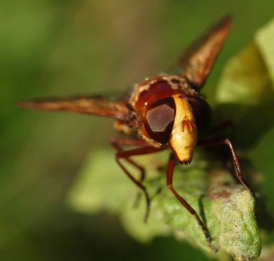 Hoornaar zweefvlieg, ook wel stadsreus genoemd