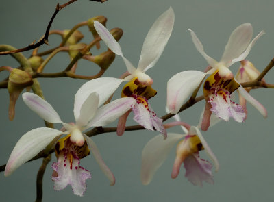 Holcoglossum wangii, flowers 2 cm