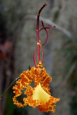 Oncidium (Psychopsis) papilio, total height  20 cm