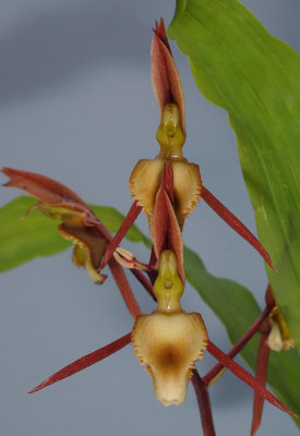 Catasetum juruenense