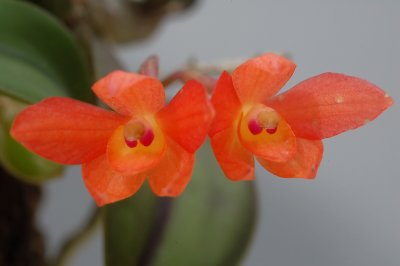 Sophronitis cernua,   flowers 1 cm