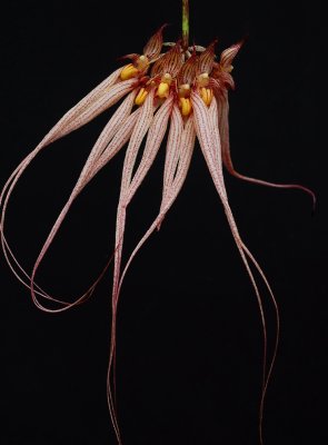 Bulbophyllum  longgissimum , flowers 2 x  22  cm