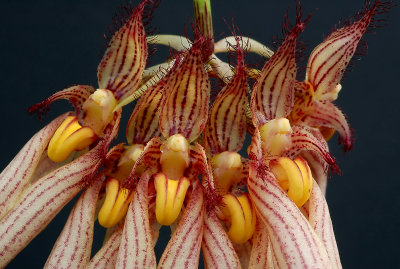 Bulbophyllum  longgissimum , close