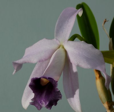 Cattleya pumila 'coerulea'