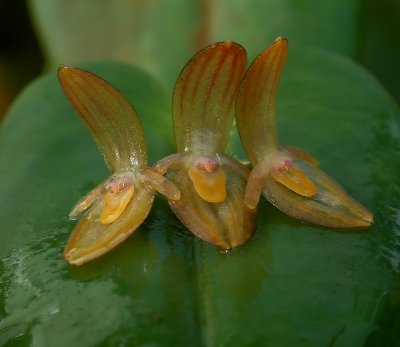 Pleurothallis sp.    flowers 1 cm
