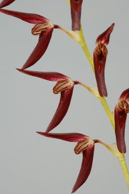 Pleurothallis tuerckeimii