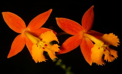 Epidendrum fulgens, flowers 4 cm