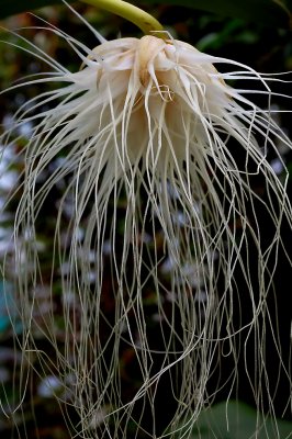 Bulbophyllum  medusae, close