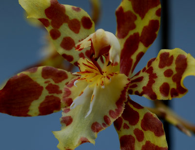 Odontoglossum sp.  close