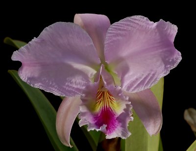 Cattleya labiata , light phase