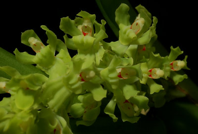 Gomesa recurva, flowers 2 cm